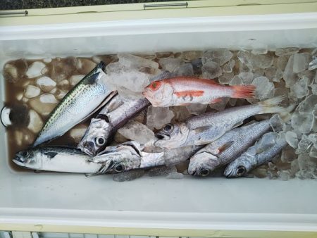 ジギング釣り果